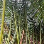 Cycas rumphii Leaf