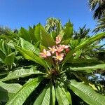 Plumeria rubraLapas