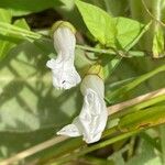 Calystegia silvatica 花