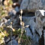 Arenaria aggregata Fruto