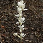 Cephalanthera austiniae Flower