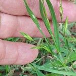 Bromus catharticus Frukt