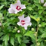 Hibiscus syriacus Blomma