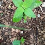 Lippia origanoides Leaf