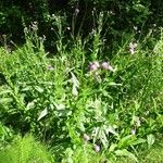 Cirsium monspessulanum आदत