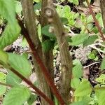 Lonicera acuminata Casca