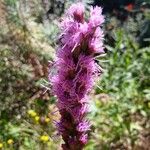 Liatris spicata Цветок