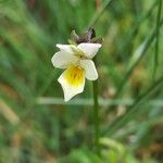 Viola arvensisFlower