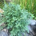 Jacobaea paludosa Leaf