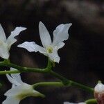 Beclardia macrostachya Floare