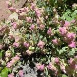 Origanum scabrum Blüte
