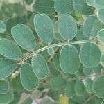 Indigofera heterantha Leaf