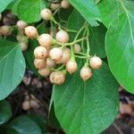 Cordia myxa Fruit