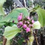 Miconia tococa Flower