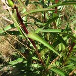 Digitalis ferruginea Hoja