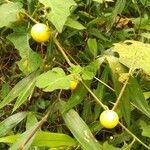 Solanum capsicoides Sonstige