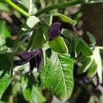 Salvia discolor Fleur