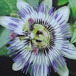 Passiflora caerulea Квітка