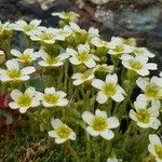 Saxifraga muscoides Blad