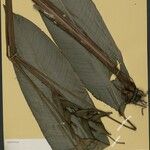 Heliconia tenebrosa Hoja