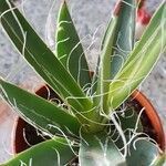 Agave filifera Folha