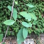 Cotoneaster cooperi Levél