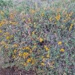 Rhynchosia minima Habit