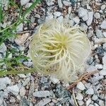 Clematis lasiantha Fruit