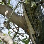 Arbutus menziesii Bark