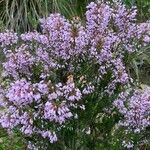 Erica multiflora Blomma
