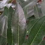 Photinia arbutifolia Leaf