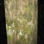 Chaetocarpus schomburgkianus Corteza