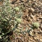 Teucrium rouyanum Leaf