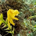 Polystachya pyramidalis Flower