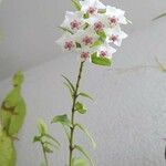 Hoya lanceolata Flower
