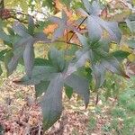 Liquidambar styraciflua Foglia