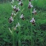 Ophrys holosericea Buveinė