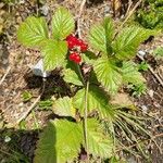 Rubus saxatilis花