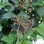 Viburnum rigidum Fruit