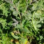 Nonea vesicaria Hoja