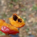 Aria edulis Fruit