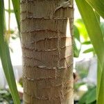 Dracaena ellenbeckiana 樹皮