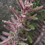 Neobartsia laniflora Leaf