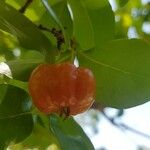 Eugenia uniflora Fruit