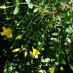 Hypericum kouytchense Flower