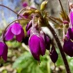 Primula matthioli Flower