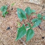 Arisarum vulgareDeilen