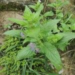 Marsypianthes chamaedrys Hoja