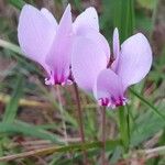 Cyclamen hederifoliumBlüte