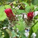 Trifolium incarnatum Flower